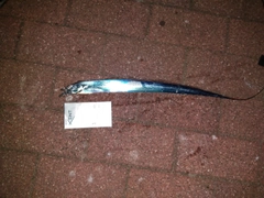 タチウオの釣果