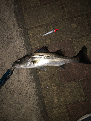 シーバスの釣果