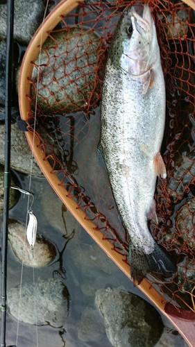 ニジマスの釣果