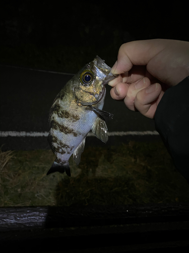 シロメバルの釣果