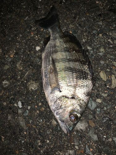 キビレの釣果