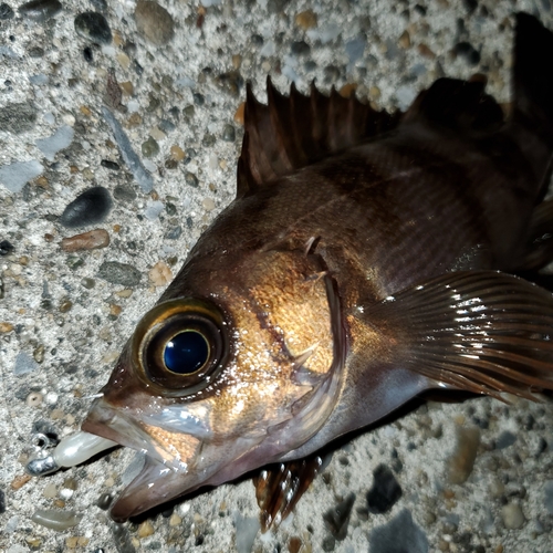 メバルの釣果