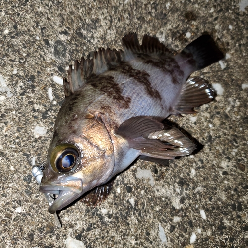 メバルの釣果