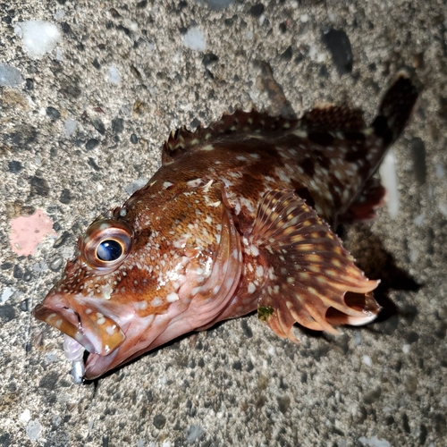 カサゴの釣果