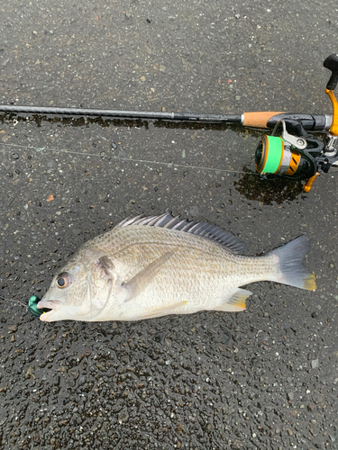 キビレの釣果