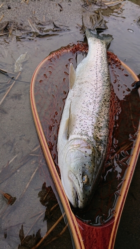 ニジマスの釣果