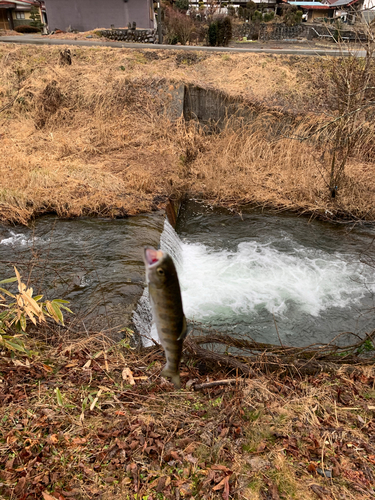 アマゴの釣果