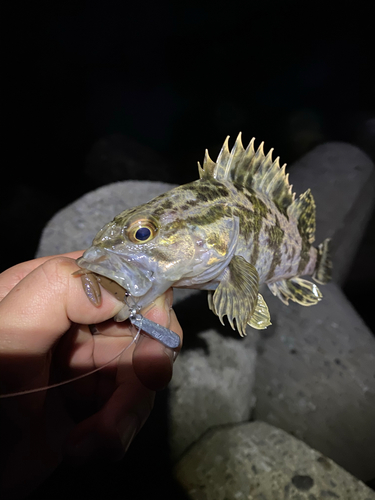 タケノコメバルの釣果