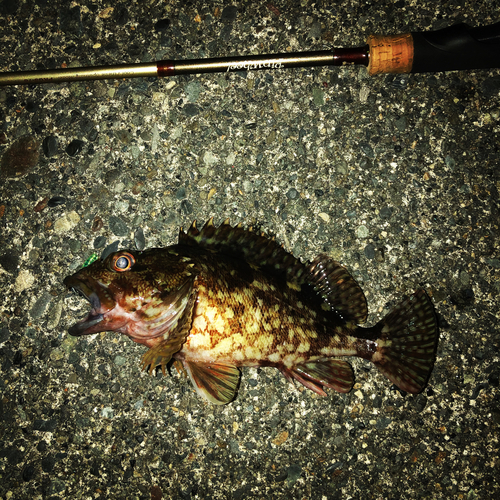 カサゴの釣果