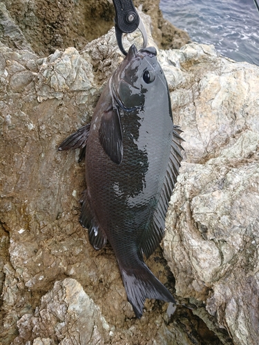 メジナの釣果