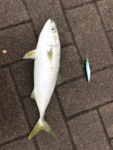 イナダの釣果