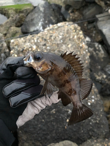 アカメバルの釣果