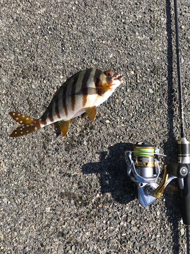 タカノハダイの釣果