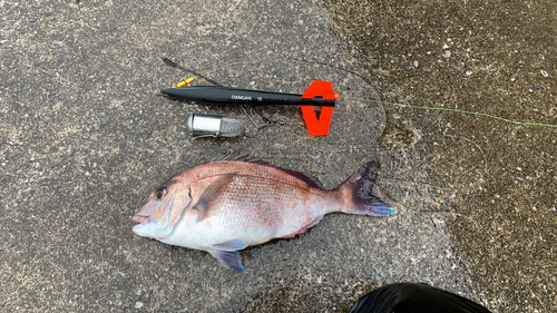 マダイの釣果