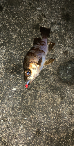 シロメバルの釣果