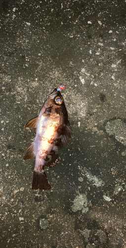 シロメバルの釣果