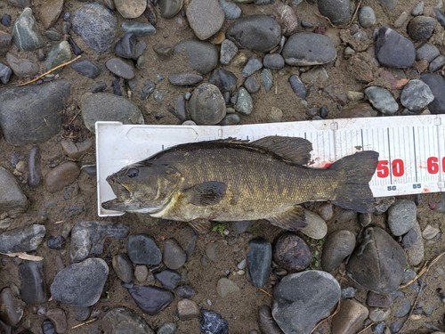 スモールマウスバスの釣果