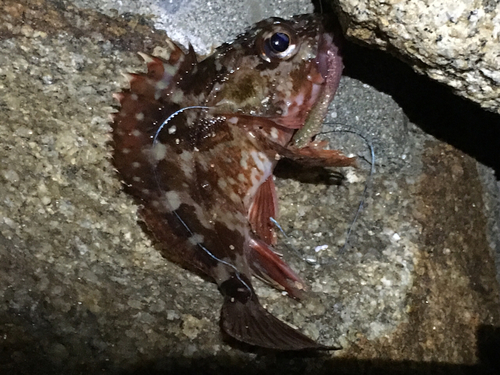 カサゴの釣果