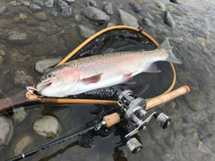 ニジマスの釣果