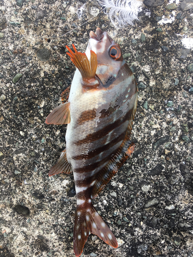 タカノハダイの釣果