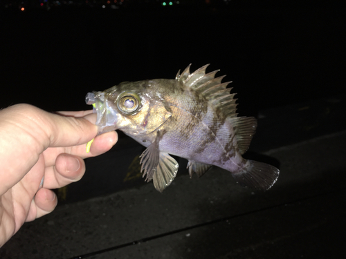 シロメバルの釣果