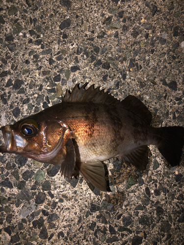 メバルの釣果