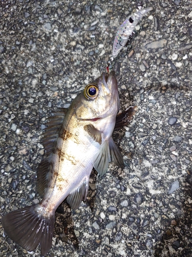 メバルの釣果