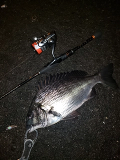 クロダイの釣果