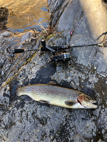 ニジマスの釣果