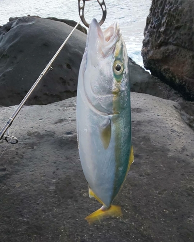 ツバスの釣果