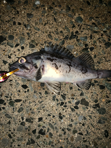 クロソイの釣果