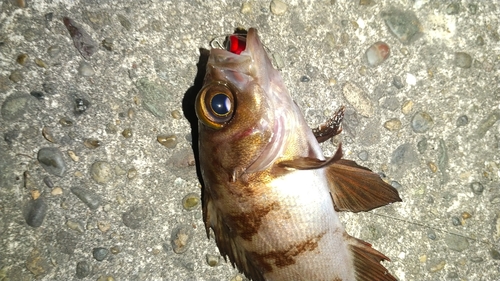 メバルの釣果