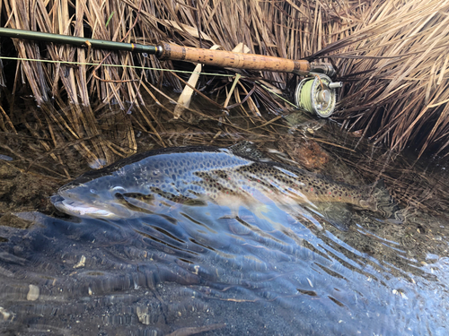 ブラウントラウトの釣果