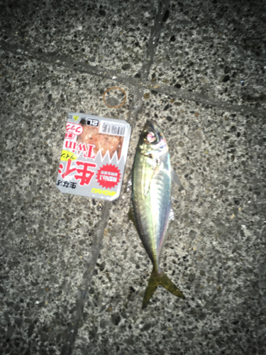 マアジの釣果