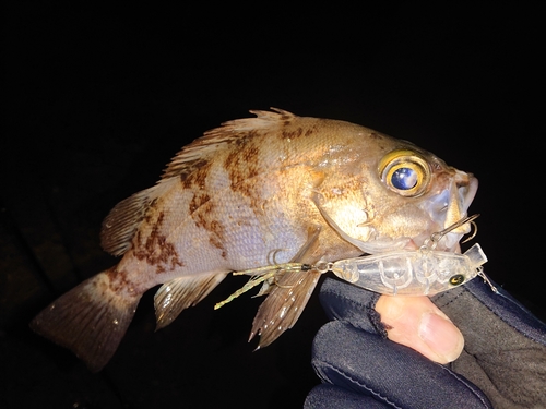 アカメバルの釣果