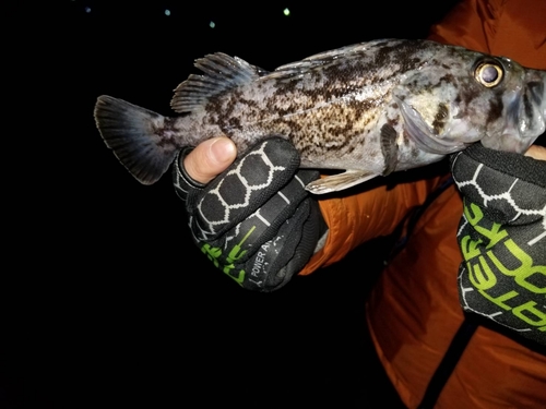 クロソイの釣果