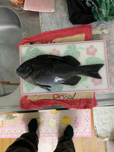 メジナの釣果