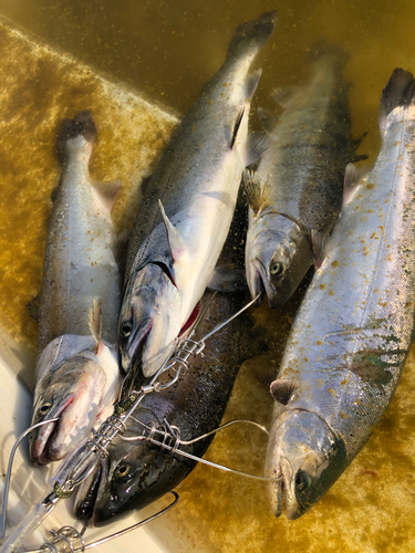 サクラマスの釣果