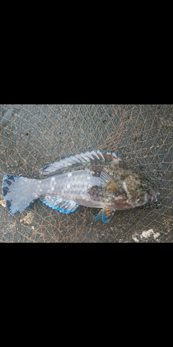 アオブダイの釣果