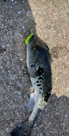 クサフグの釣果