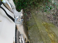 ハスの釣果