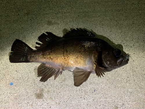 メバルの釣果