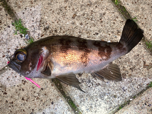 メバルの釣果