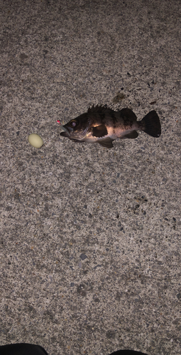 シロメバルの釣果