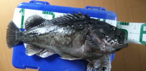 クロソイの釣果