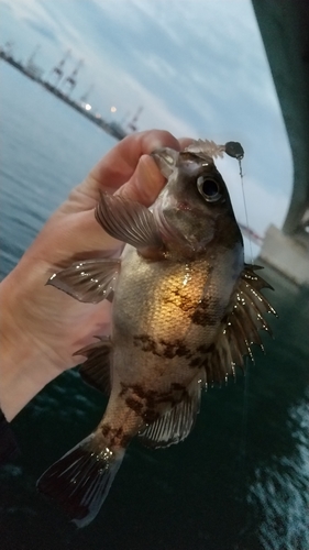 メバルの釣果