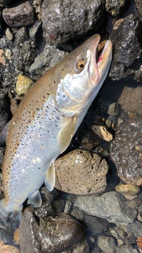 ブラウントラウトの釣果