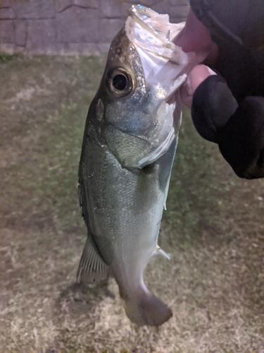 セイゴ（マルスズキ）の釣果