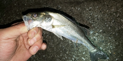 セイゴ（マルスズキ）の釣果