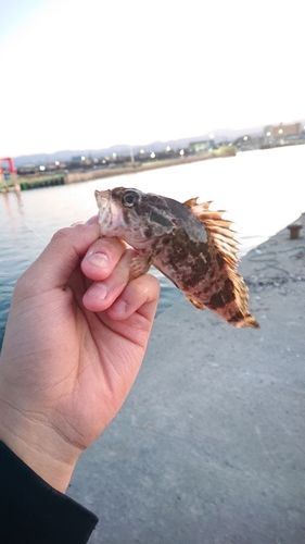 タケノコメバルの釣果